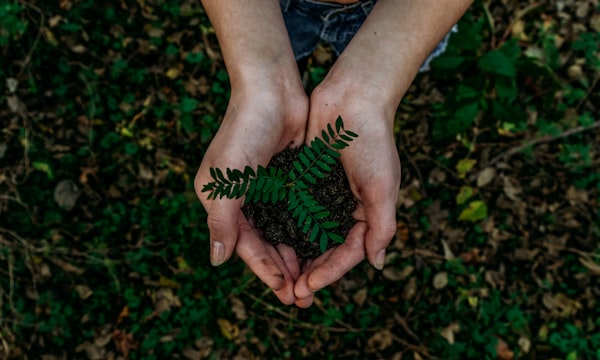 GMS Green Mama Solution — Fassadenbegrünung Forschungszulage